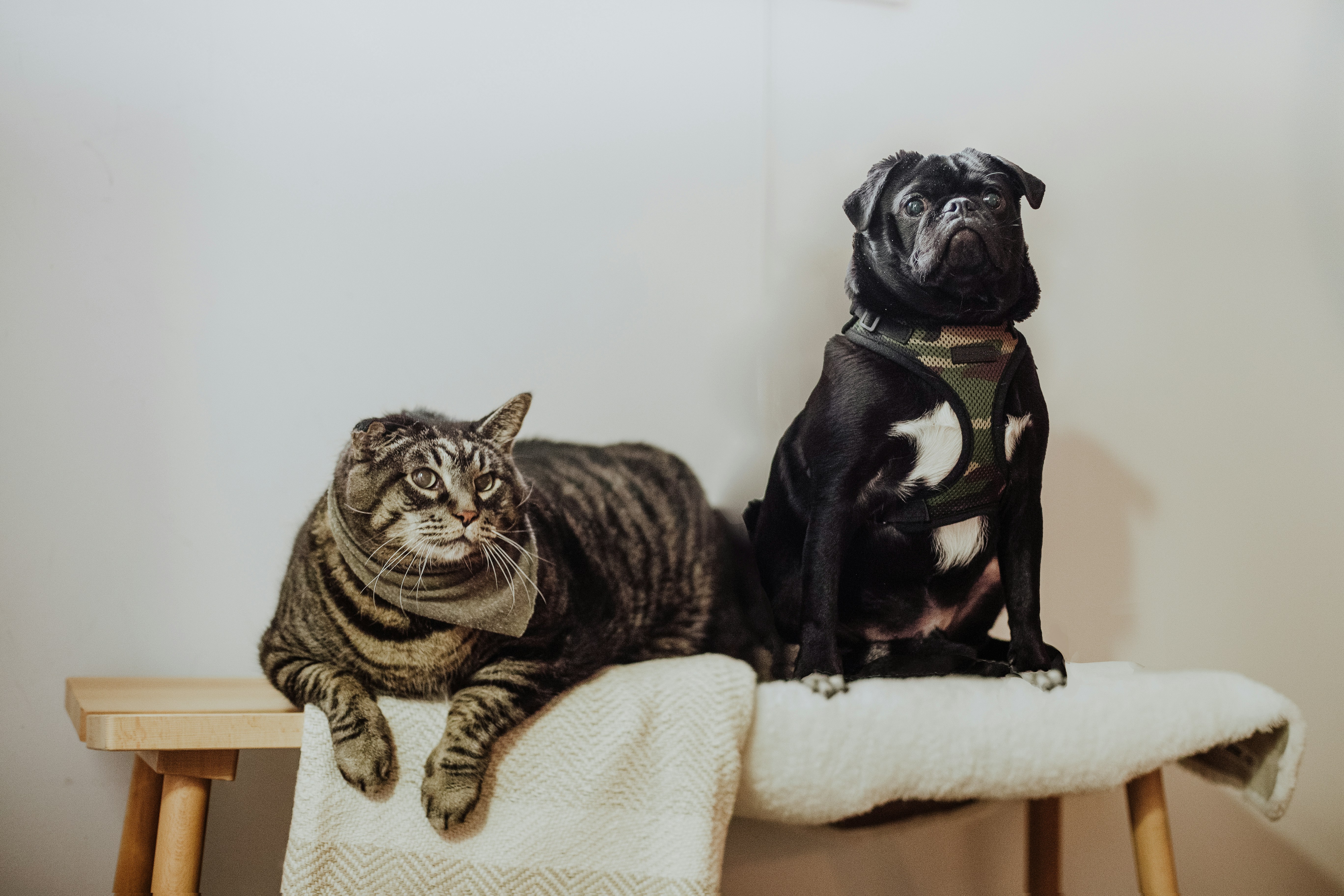 Image of dog and cat, side by side