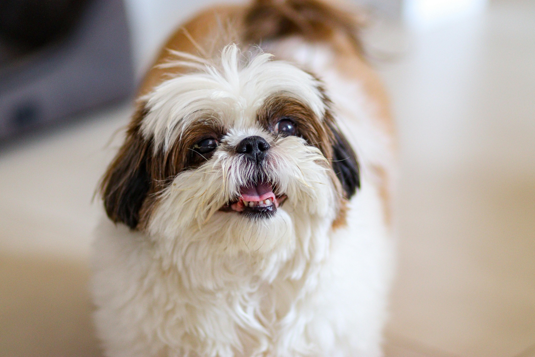Dog cover image